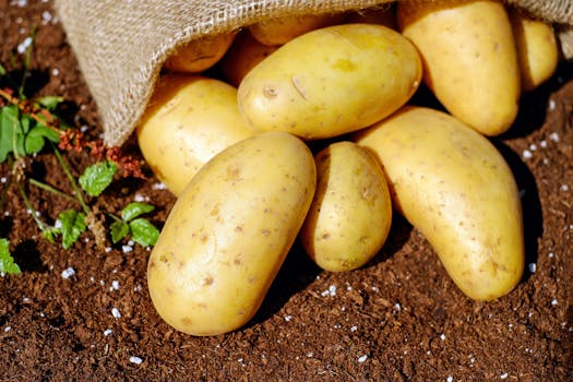 potatoes-vegetables-erdfrucht-bio-144248-144248.jpg