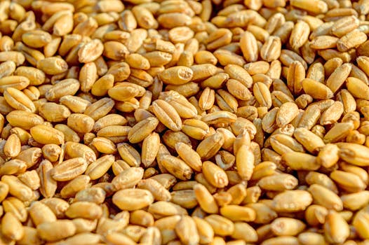 wheat-grain-agriculture-seed-54084-54084.jpg